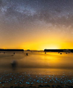 Île d'Hoëdic : Planctons phosphorescents