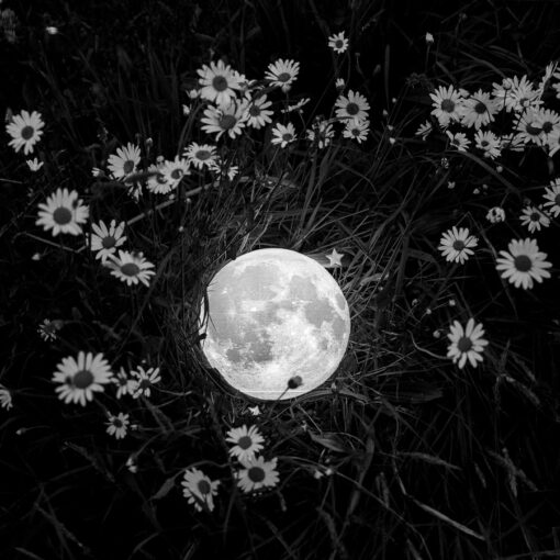 Photo "La Lune dans un champ de pâquerettes"