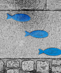 Photo "Trois poissons bleus"