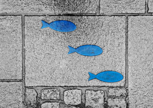 Photo "Trois poissons bleus"
