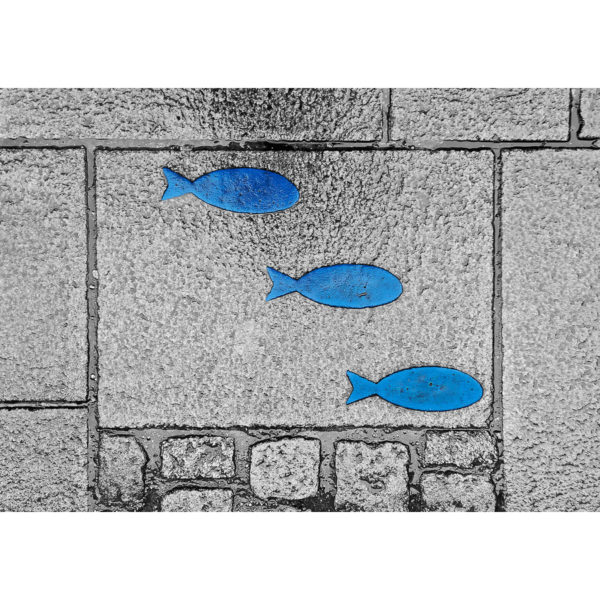Photo à encadrer Brèves de rue "Trois poissons bleus"