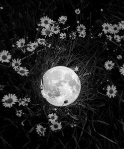 Photo à encadrer Lune sous un nouveau jour "La Lune dans un champ de pâquerettes"