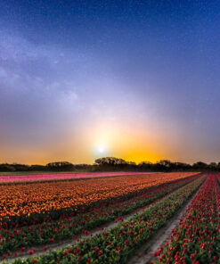 La Torche : champ de tulipes à la lueur de la Lune