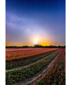 La Torche : champ de tulipes à la lueur de la Lune