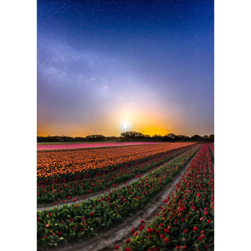 La Torche : champ de tulipes à la lueur de la Lune