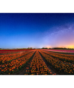 La Torche : champ de tulipes sous les étoiles