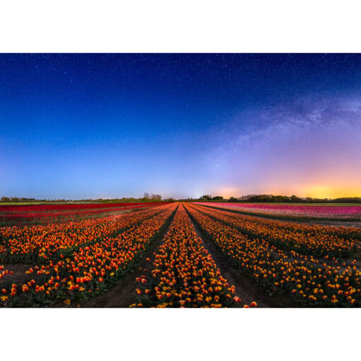 La Torche : champ de tulipes sous les étoiles
