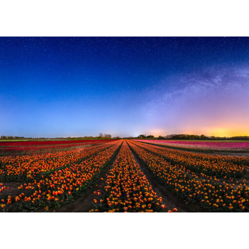 La Torche : champ de tulipes sous les étoiles