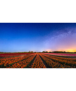 La Torche : champ de tulipes sous les étoiles