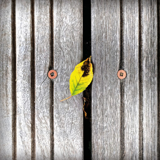 Photo à encadrer "Se mettre au vert"