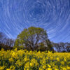 Pluguffan : Circumpolaire sur un champ de colza