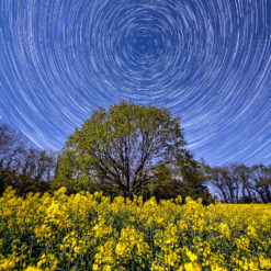 Pluguffan : Circumpolaire sur un champ de colza