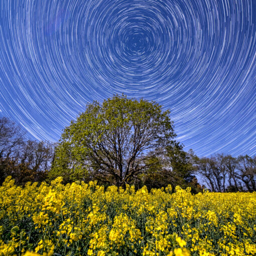 Pluguffan : Circumpolaire sur un champ de colza